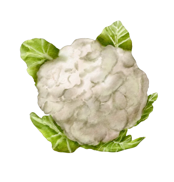 Shape Image