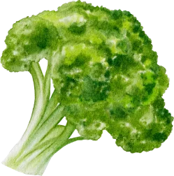 Shape Image