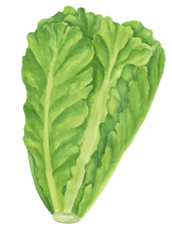 Shape Image